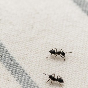 Mravi u domu? Jednostavno rješenje koje već imate u kuhinji