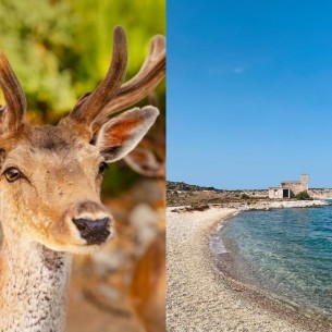 Ovaj tajanstveni jadranski otok nekada je bio zatvor, a danas ga zovu "Bambi otok"