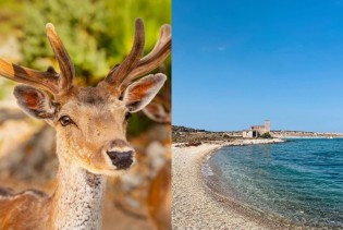 Ovaj tajanstveni jadranski otok nekada je bio zatvor, a danas ga zovu "Bambi otok"