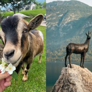Ovo je možda najslađi smještaj u Sloveniji: Ovdje će vas dočekati preslatke koze