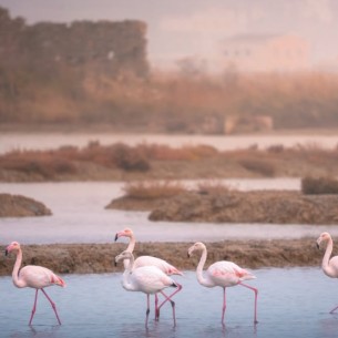 U Sloveniji postoji posebno mjesto gdje možete vidjeti flamingose: Idealan jesenski izlet