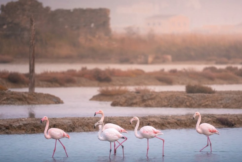 U Sloveniji postoji posebno mjesto gdje možete vidjeti flamingose: Idealan jesenski izlet